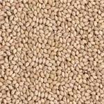 Indian Natural Sesame Seeds